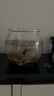 高清魚缸 生態(tài)缸桌面溪流缸迷你金魚缸小型水族箱養(yǎng)魚龜缸PET 小mini魚缸【超清8K高透/摔不碎/久用不糊】 曬單實拍圖