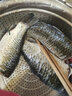 藤澤精工日本進(jìn)口碳素超輕硬臺釣竿釣魚竿手竿競技野釣輕量綜合桿新款 5.4m +原裝竿稍+禮品 曬單實拍圖