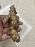 云物南山云南羅平小黃姜新鮮生姜現(xiàn)挖高山沙姜老姜土姜月子姜調料姜新鮮姜 新鮮黃姜1500g【爆賣熱銷款丨回頭客多】 曬單實拍圖