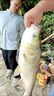 釣鰱鳙方塊餌料手桿海竿專(zhuān)用野釣黑坑鰱魚(yú)花白鰱大頭魚(yú)酸臭味餌料 買(mǎi)二送一【85%釣友選擇】 曬單實(shí)拍圖