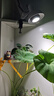 拉伯塔（LABOT）全光譜植物補光燈e27螺口射燈生鮮燈爆藻補光燈泡大功率防徒長燈 30W【魚缸爆藻】全光譜5000K 36°光束角 曬單實拍圖
