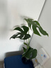 開(kāi)背龜背竹水培室內(nèi)客廳綠植盆栽四季好養(yǎng)辦公室桌面水養(yǎng)植物花卉 精品龜背竹+橢圓灰晶瓶+卡片 整體（高50-60cm）（帶吊卡） 曬單實(shí)拍圖
