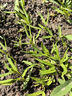 三叉空心菜種子通心菜籽耐熱耐濕夏季菜地陽(yáng)臺盆栽易種植蔬菜種子 三叉空心菜種子【10袋】約500粒 曬單實(shí)拍圖