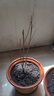 流蘇樹苗盆栽四季開花濃香四季好養(yǎng)室內(nèi)外植物陽臺(tái)庭院觀花卉綠植 新品【夢(mèng)幻】耐寒耐熱 熱銷款：八年樹狀獨(dú)桿-當(dāng)年開花爆滿【包活】 曬單實(shí)拍圖