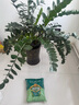 德沃多肥料羊糞有機(jī)肥5KG通用植物盆栽花肥料花卉綠植羊糞蛋發(fā)酵羊糞肥 曬單實(shí)拍圖