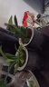 格調(diào)生活金鉆綠公主盆栽室內(nèi)綠植辦公桌擺客廳植物懶人水培綠植四季常綠 2盆、綠公主【灰色繁星盆】肥料 曬單實(shí)拍圖