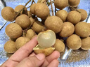 正宗儲(chǔ)良龍眼新鮮應(yīng)季水果皮薄肉厚純甜桂圓5斤順豐包郵孕婦水果T 5斤【凈重4.5斤】 實(shí)惠裝 曬單實(shí)拍圖