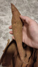 現挖西瓜紅蜜薯沙地香甜軟糯紅心番薯山芋無絲農家自種糖心地瓜 優(yōu)質西瓜紅 2斤 帶箱 中小果（單果50g-150g） 曬單實拍圖