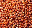 大禹紅高粱種子產(chǎn)高老品種甜桿粘糯高梁籽食用釀酒專用雜交矮桿南北方 晉雜12號高粱種子500g 曬單實(shí)拍圖