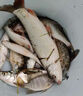 BKUMAN進口日本東麗原絲釣魚線主線子線超柔軟超強拉力高端尼龍線抗打卷 東の原絲【紫色主線】220米 2.5 曬單實拍圖