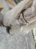 puppytie狗狗牽引繩小型犬狗繩遛狗繩背心式泰迪柯基寵物胸背帶狗狗胸背帶 珍珠白-胸背帶 XXS-迷你型建議1-6斤 曬單實(shí)拍圖