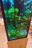 接吻魚(yú)熱帶觀(guān)賞魚(yú)淡水活體魚(yú)苗好養耐活小型熱帶魚(yú)親嘴魚(yú)寵物金魚(yú) 4-5cm接吻魚(yú)2條 曬單實(shí)拍圖