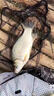 水帝日本進(jìn)口釣魚(yú)線(xiàn)500米魚(yú)線(xiàn)主線(xiàn)子線(xiàn)尼龍超強拉力臺釣海竿路亞 二代熒光黃 0.8 曬單實(shí)拍圖