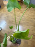 春羽盆栽植物水培如意皇后觀葉綠植鴨腳木金鉆盆栽竹柏小紅掌 小春羽1株 曬單實(shí)拍圖