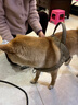 JCZS德國品牌狗狗牽引繩大型犬狗胸背帶背心式項圈馬犬金毛德牧邊牧脖 棕色胸背 L 參考體重35-60斤 曬單實拍圖
