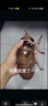 olayks【家電國(guó)家補(bǔ)貼】電煮鍋可煮飯家用多功能學(xué)生宿舍泡面電火鍋蒸煮煎炒鍋電熱鍋帶蒸籠 曬單實(shí)拍圖