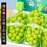 旭霽陽光玫瑰葡萄晴王【多地次日達(dá)】云南無籽香印提子水果中秋節(jié)禮盒 5斤特級果 單粒10-12g 凈重4.0斤 曬單實(shí)拍圖