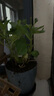 臨雅繡球花苗盆栽室內(nèi)陽(yáng)臺(tái)庭院植物四季開(kāi)花卉無(wú)盡夏帶花苞耐寒老樁秀 【花期帶花】太陽(yáng)神殿 曬單實(shí)拍圖
