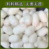 天然烘干完整帶蠶蛹桑蠶繭抽絲手工彩繪展示蠶繭殼桑蠶絲團扇蠶繭 【100個(gè)】白色干蠶繭 曬單實(shí)拍圖