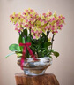 Only you【兩小時(shí)達(dá)】大辣椒蝴蝶蘭紫色花苞花劍真花蘭花開(kāi)業(yè)喬遷生日禮物 8株大辣椒蝴蝶蘭（瓷盆隨機(jī)） 曬單實(shí)拍圖