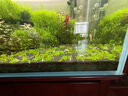 春瑞黑殼蝦水族箱水草缸清潔除藻工具淡水觀賞蝦大和藻蝦寵物活體飼料 黑殼100+50抵損耗 曬單實(shí)拍圖