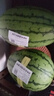 吊秧小西瓜 約1.5kg 曬單實(shí)拍圖
