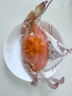 舟山梭子蟹鮮活特大野生大螃蟹新鮮冷凍海鮮水產(chǎn)海蟹飛蟹白蟹順豐 7-9兩/只【5斤凈重 特大肥壯】 曬單實拍圖