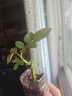 開(kāi)時(shí)果 玫瑰花苗盆栽樹(shù)苗濃香型花卉 月季花苗四季開(kāi)花庭院綠化扦插小苗 火焰（黃橙/4-5月） 5棵裝 曬單實(shí)拍圖