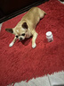 窩咳凈片犬窩咳專用藥寵物狗幼犬感冒咳嗽干嘔吐痰眼鼻分泌物氣喘 1瓶窩咳清 曬單實(shí)拍圖
