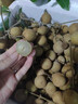 千里饞龍眼新鮮桂園水果桂圓儲良石峽古山龍眼5斤桂圓甜桂圓整箱批發(fā) 3斤種草試吃【凈重2.5斤】 曬單實拍圖