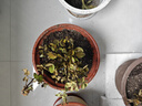 果汁陽(yáng)臺(tái)月季花苗四季開(kāi)花卉盆栽綠植物室內(nèi)花易活玫瑰帶花苞庭院 果汁陽(yáng)臺(tái)【大花濃香，月月開(kāi)分枝多】 【帶花苞】【盆口徑15cm】原盆冠25高35 曬單實(shí)拍圖