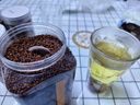 藝佰 黑苦蕎茶1100克四川大涼山全顆粒胚芽蕎麥茶泡水喝的養(yǎng)生茶 曬單實拍圖