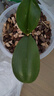 仙兔粗椰殼磚營(yíng)養土蘭花專(zhuān)用植料石斛月季透氣椰塊脫鹽粗椰糠椰磚 【精選塑封】粗椰殼【500g*5塊】 曬單實(shí)拍圖