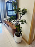 大型盆栽各種植物發(fā)財樹金錢樹綠蘿慶典喬遷盆景綠植辦公室內(nèi)客廳 造型鴨腳木1.2-1.4米【聚寶盆】 含盆 曬單實拍圖