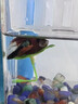 MDUG斗魚(yú)休息葉斗魚(yú)造景魚(yú)缸休息睡覺(jué)躲避葉仿真水草樹(shù)葉睡床裝飾擺件 大號仿真荷葉 6cm×4.5cm 曬單實(shí)拍圖