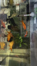 中國紅冷水淡水觀(guān)賞魚(yú)錦鯉魚(yú)活魚(yú)金魚(yú)小型好養紅鯉魚(yú)純種小錦鯉 16-18CM黑白黃紅各一條 曬單實(shí)拍圖