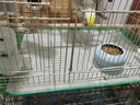 派樂特鳥籠墊紙接糞紙吸水一次性鳥站架托盤墊子圓形鳥具食墊布糞墊加厚 曬單實拍圖