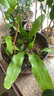 小葉曇花盆栽帶花苞鮮花花卉植物陽(yáng)臺(tái)室內(nèi)花苗好養(yǎng)活四季耐陰綠植 小葉曇花帶130#盆約20cm長(zhǎng) 帶盆栽好 曬單實(shí)拍圖