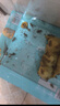 品云美寵白蟋蟀活體蛐蛐活物爬寵蜥蜴守宮鬃獅蜘蛛活食飼料 【奶茶杯裝】白蟋蟀1-2cm 50只 曬單實拍圖