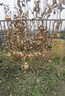 原生桂花樹(shù)苗地栽大型八月金桂丹桂四季桂品種庭院風(fēng)景樹(shù)好養易活 四季桂 樹(shù)狀帶土球【3cm粗1.4米高】 曬單實(shí)拍圖