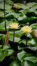 松下（Panasonic）Lumix G100D M43畫幅相機 M43卡口 微單相機 無反數(shù)碼相機 G100D+【12-60mm白盒】單鏡套裝 曬單實拍圖