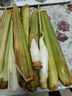 【現(xiàn)采現(xiàn)發(fā)】新鮮茭白上海青浦練塘特產(chǎn)帶殼茭白高筍時(shí)令蔬菜 現(xiàn)采帶殼茭白2斤 曬單實(shí)拍圖