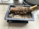 山頭林村小葉簕竹根苗招財(cái)富貴竹根苗老樁綠植竹子盆栽室內(nèi)盆景月牙文藝彎 中樁+2斤沙+盆 裸根不帶土 曬單實(shí)拍圖