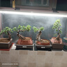 飛利浦全光譜植物生長(cháng)燈家用多肉花卉補光燈上色仿太陽(yáng)光自然光長(cháng)條燈 24W全光譜燈管+飛利浦原裝燈架 曬單實(shí)拍圖