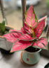 繽賢吉利紅盆栽綠植花卉室內客廳辦公吸水盆四季好養美觀(guān)紅色植物觀(guān)賞 吉利紅【綠色如意陶瓷盆】 #22 曬單實(shí)拍圖