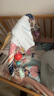 babycare嬰兒健身架器腳踏鋼琴0-1歲新生兒音樂禮物寶寶節(jié)日禮多布拉兔子 曬單實(shí)拍圖