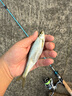 CRONY科尼曉風(fēng)二代微物路亞竿UL超軟調彈射釣魚(yú)竿直柄1.68米S562UL 曬單實(shí)拍圖