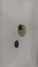 萌龜飼家中華黑腹金線(xiàn) 情侶一對草龜小烏龜活體水陸觀(guān)賞中華草龜墨龜活物 2-3厘米幼崽 2只情侶龜 100克龜糧 曬單實(shí)拍圖