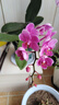 粉色蝴蝶蘭花卉年宵花盆栽好養(yǎng)春節(jié)送禮氛圍擺件室內(nèi)綠植桌面植物 粉色蝴蝶蘭帶花苞【帶育苗盆】 蝴蝶蘭桌面款 曬單實(shí)拍圖