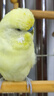 高能鸚鵡玄鳳小太陽鳥糧瓜子加納利子紅黃谷子帶殼虎皮牡丹飼料獎勵零食 500g 黃谷子 曬單實(shí)拍圖